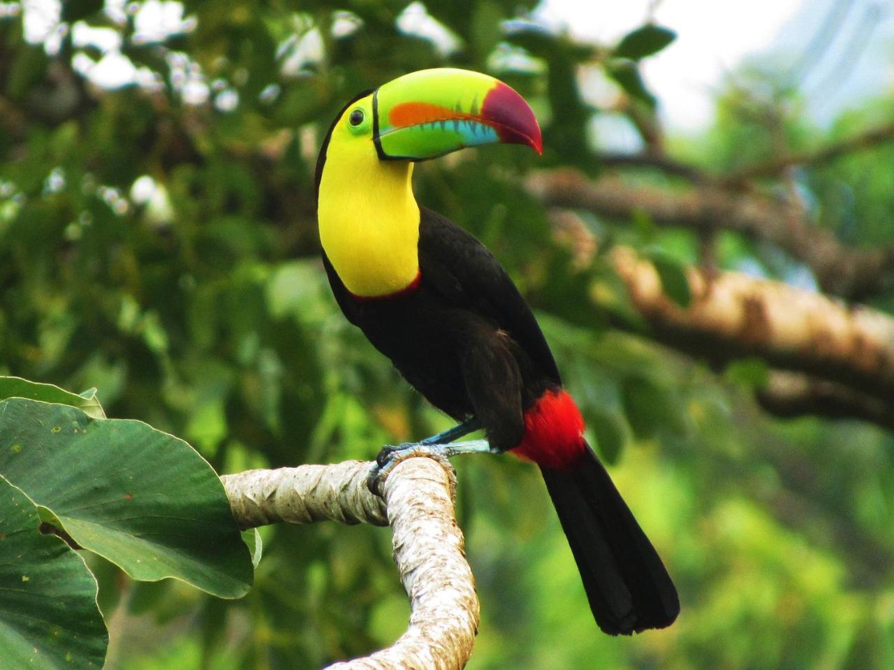 Omega Tours Eco-Jungle Lodge La Ceiba Exterior foto